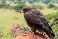 Steppe eagle