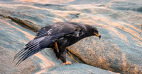 Steppe eagle