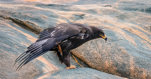 Steppe eagle