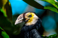 Sulawesi hornbill