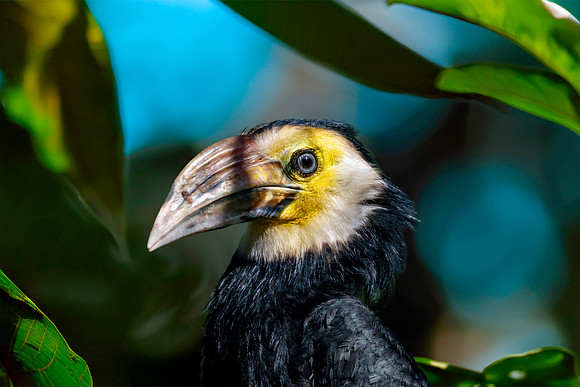 Sulawesi hornbill