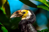 Sulawesi hornbill