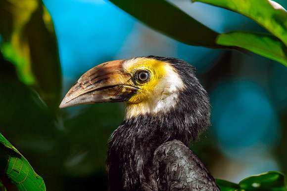 Sulawesi hornbill