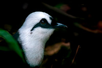 Black and white laughing thrush