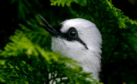 Black and white laughing thrush
