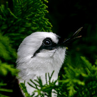 Black and white laughing thrush
