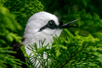 Black and white laughing thrush