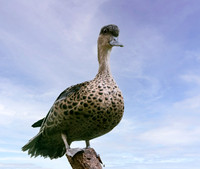 Sunda teal