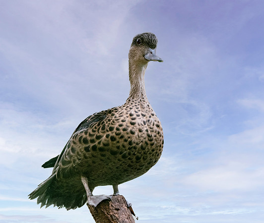 Sunda teal