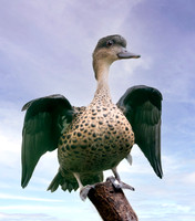 Sunda teal
