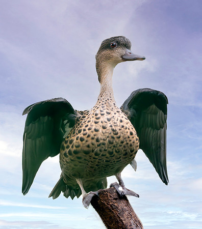 Sunda teal