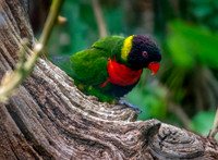 Sunset lorikeet