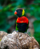 Sunset lorikeet