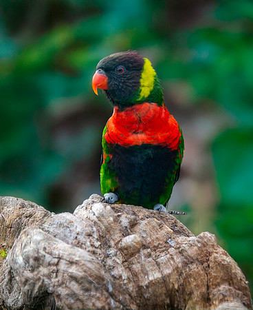 Sunset lorikeet