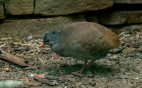 Tataupa tinamou