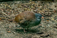 Tataupa tinamou