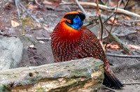 Temminck's Tragopan
