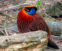 Temminck's Tragopan
