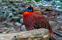 Temminck's Tragopan