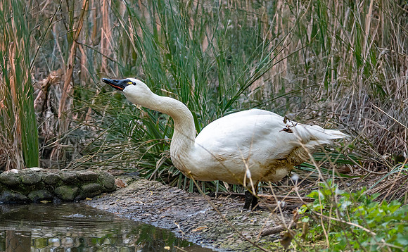 Tundra swan