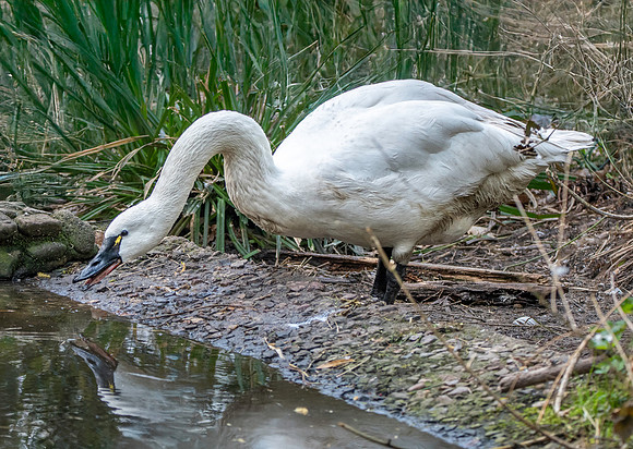 Tundra swan