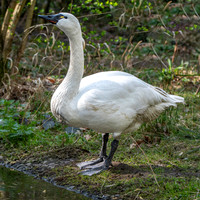 Tundra swan