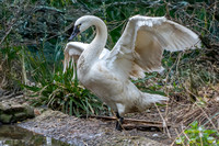 Tundra swan
