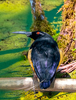 Twelve wired bird of paradise