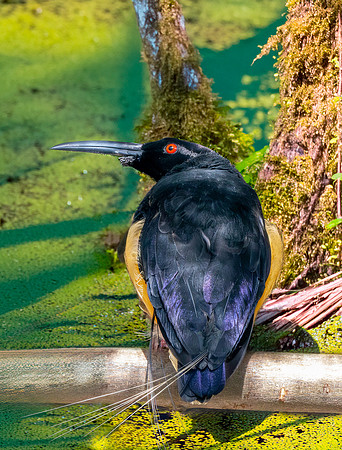 Twelve wired bird of paradise