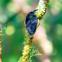 Twelve wired bird of paradise
