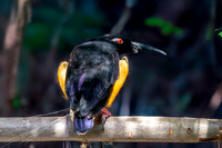 Twelve wired bird of paradise