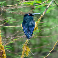Twelve wired bird of paradise
