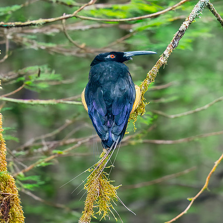 Twelve wired bird of paradise