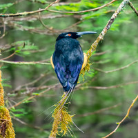 Twelve wired bird of paradise