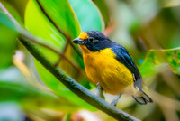 Violaceous euphonia