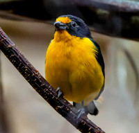 Violaceous euphonia