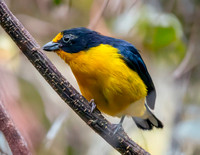 Violaceous euphonia