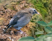 Wattled starling non-breeding