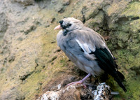 Wattled starling, non-breeding