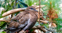 West Peruvian dove