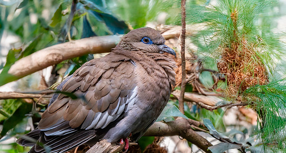 West Peruvian dove