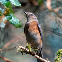 Western bluebird, female