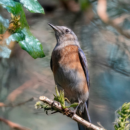 Western bluebird, female