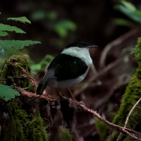 White bearded manakin