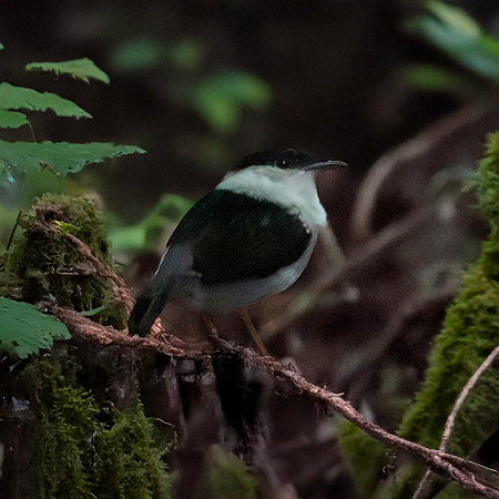 White bearded manakin