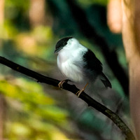White bearded manakin