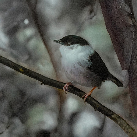 White bearded manakin