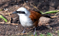 White crested laughing thrush