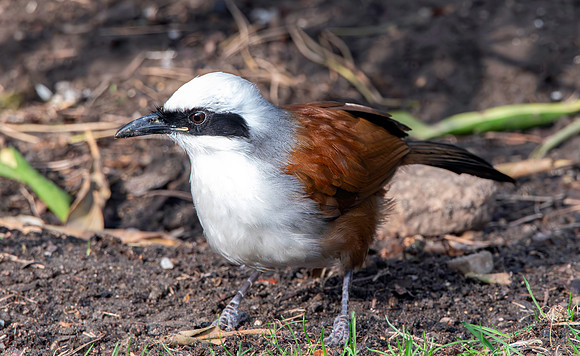 White crested laughing thrush