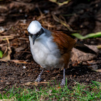 White crested laughing thrush